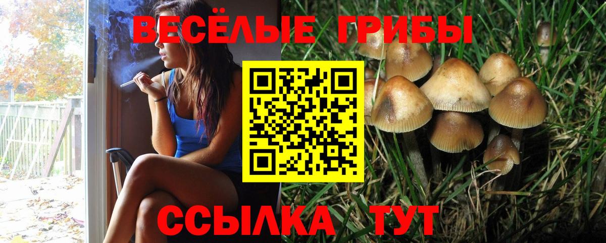 Псилоцибиновые грибы Psilocybe Биробиджан