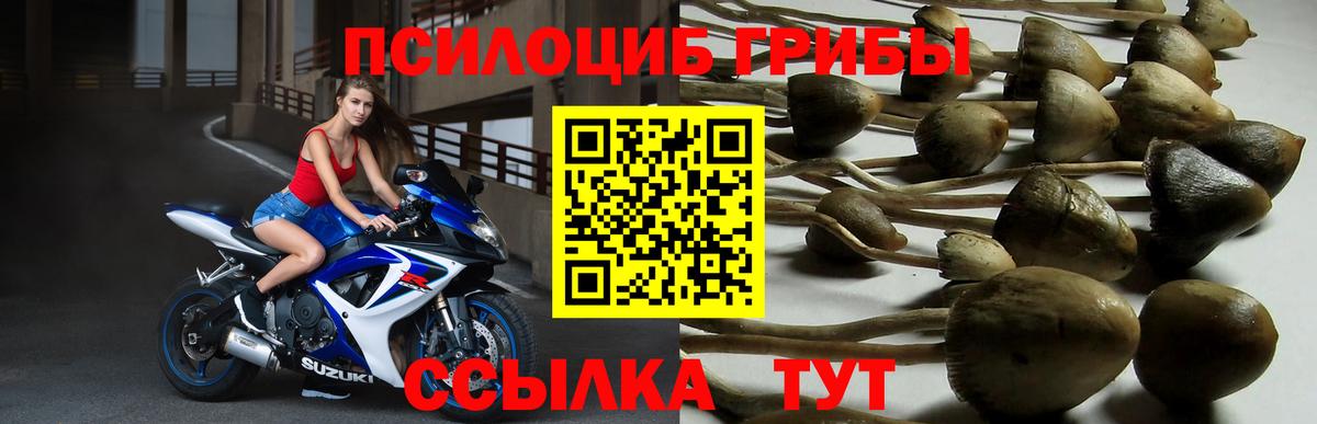 Галлюциногенные грибы Cubensis  Вход с VPN  Биробиджан 